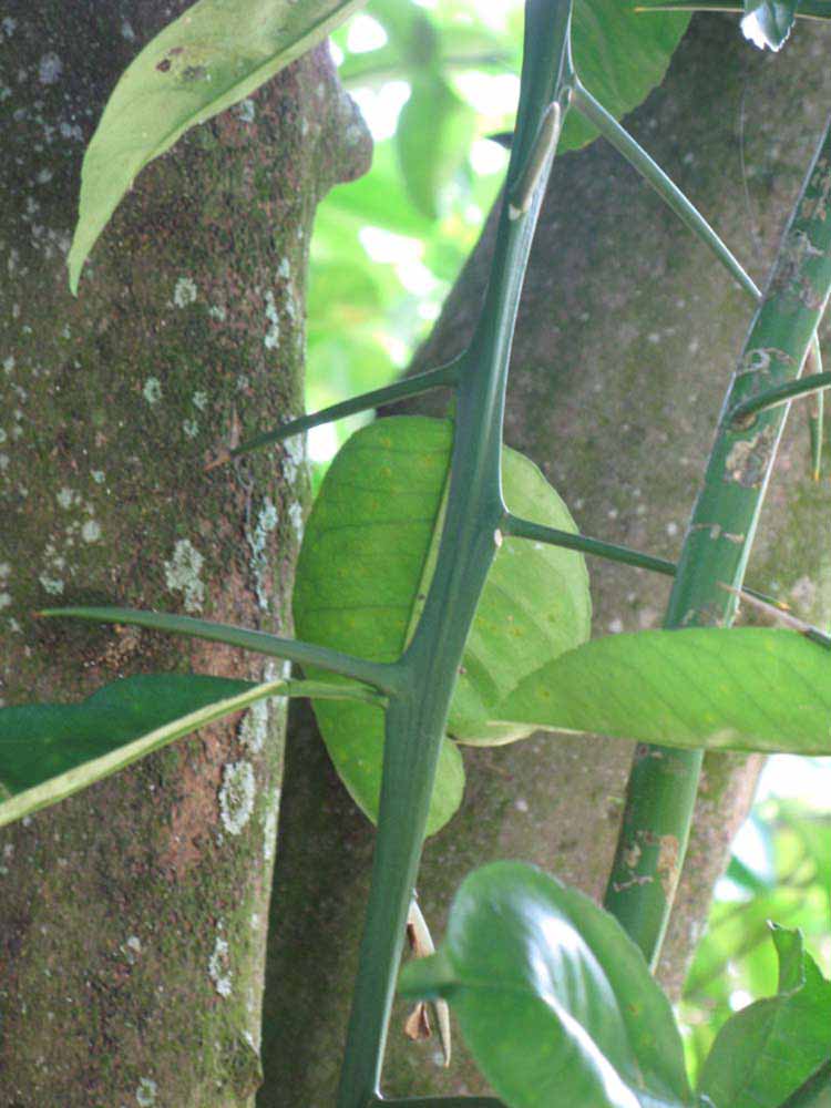            First year twig (Winter Haven, FL)   